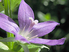 昇華性色素