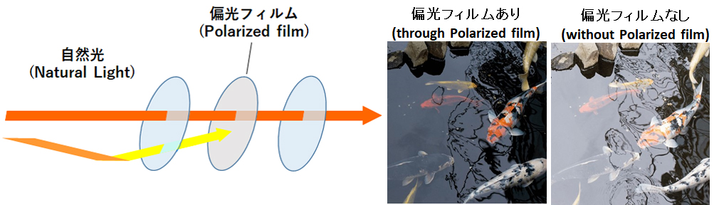 Examples of Application (Polarized Lens)